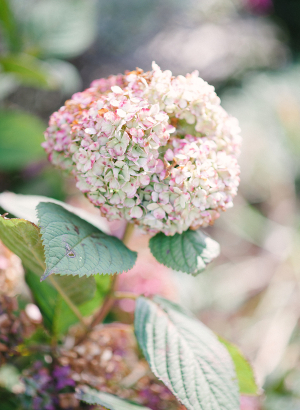 Pink and Green Hydrangea Bloom