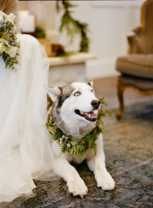 Husky Winter Wedding