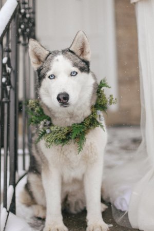 Husky in Greenery Wreath