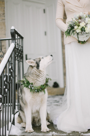 Husky in Winter Wedding