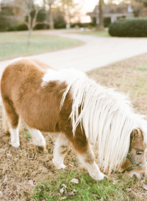 Miniature Horse Eating Grass