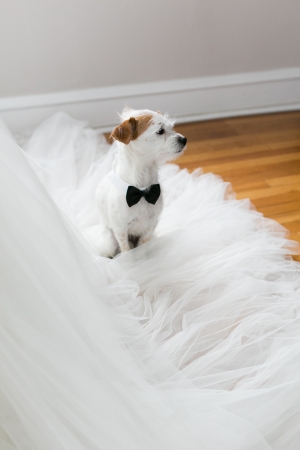Jack Russell Terrier in Bow Tie
