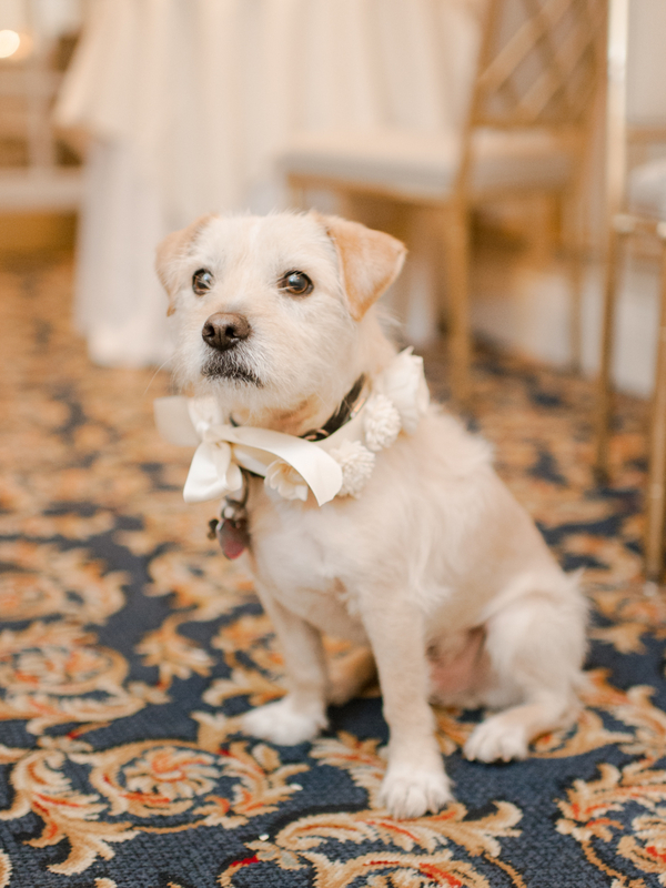 Flower Dog Collar Pets in Weddings