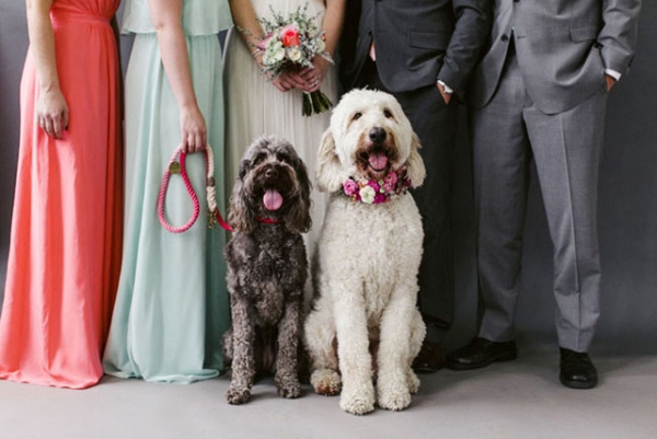 Dogs in Wedding Ideas