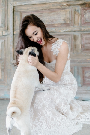 Pug With Bride