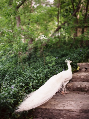 White Peacock on Stone Steps