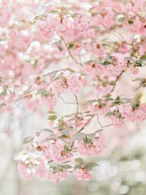 Cherry Blossoms in Georgia