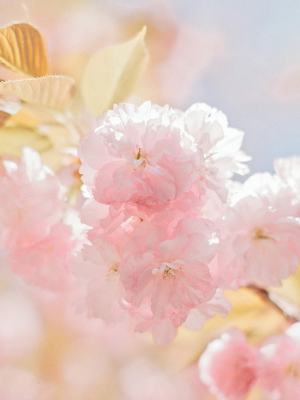 Pastel Yellow and Pink Flowers