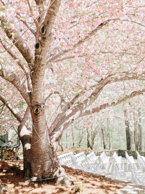 Wedding Ceremony Under Cherry Blossoms