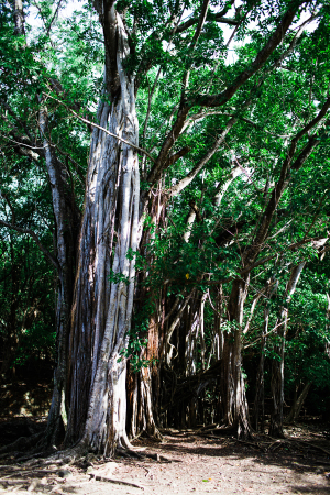Trees in Martinique
