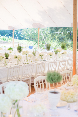 White and Green Reception