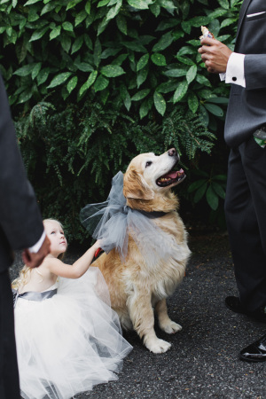Dog in Tulle