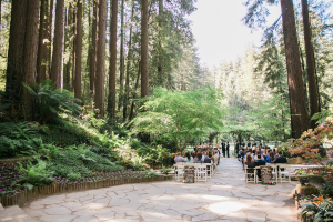 Wedding Ceremony Under Redwood Trees