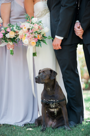 Adorable Labrador Retriever at Wedding