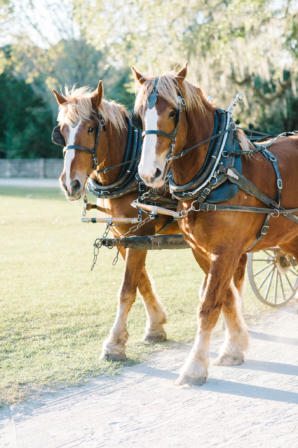 Horse and Carriage at Wedding