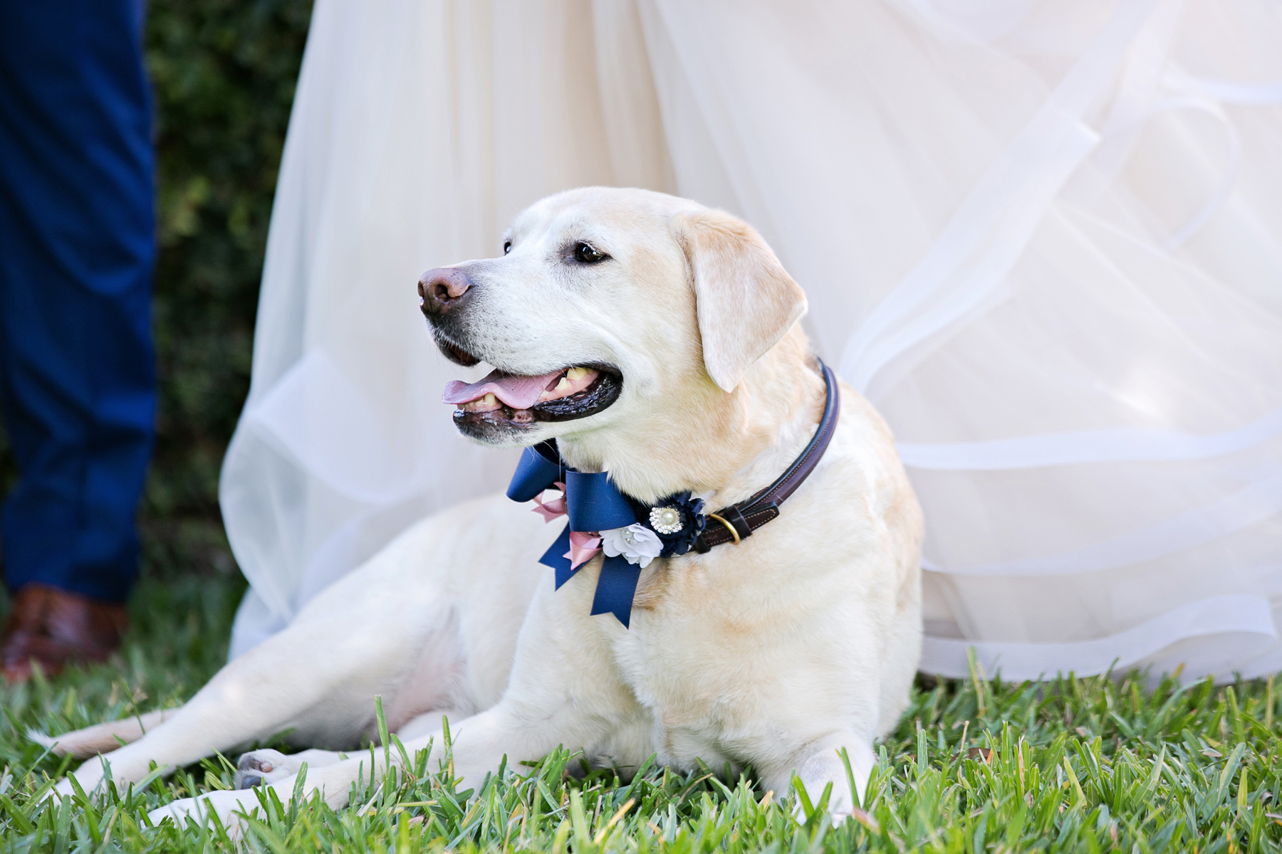 Dog in Wedding