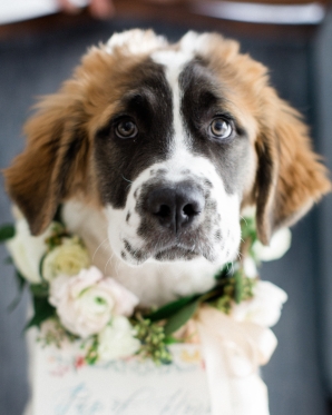 Saint Bernard Puppy in Wedding 5
