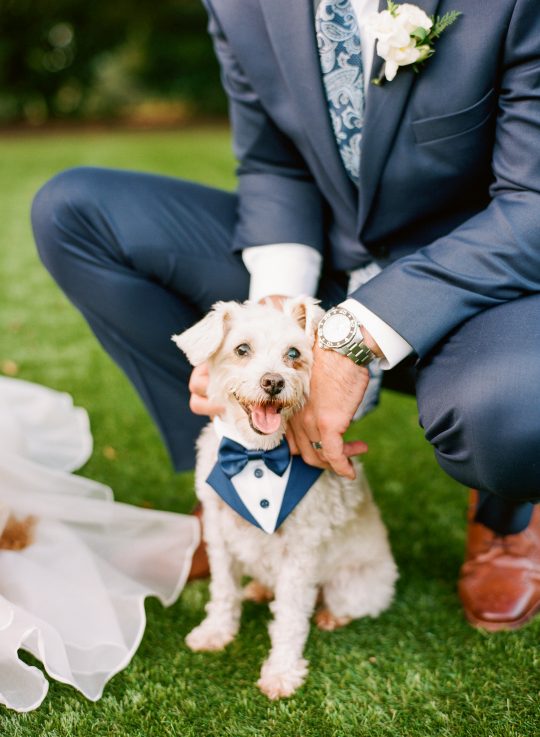 Wedding Ceremony Dog of Honor Ringbearer Puppy