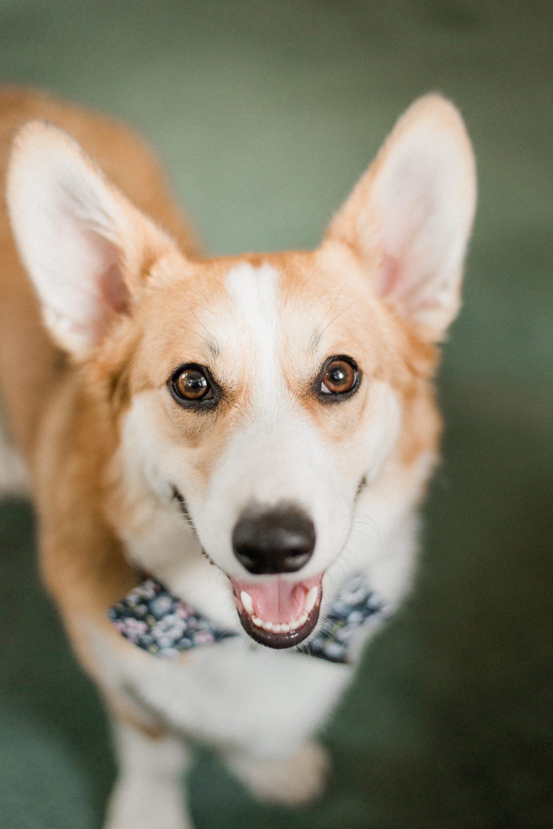 Wedding Corgi Dog Photo