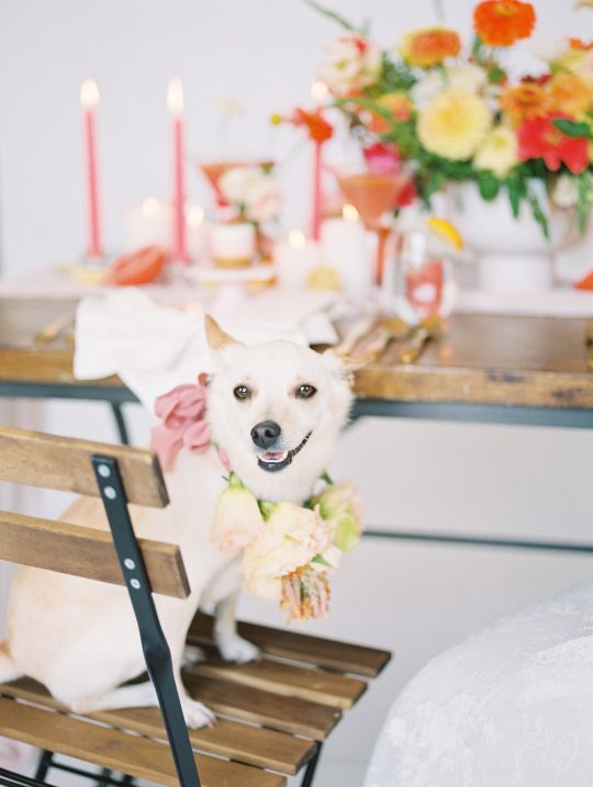 Floral Dog Wedding Collar